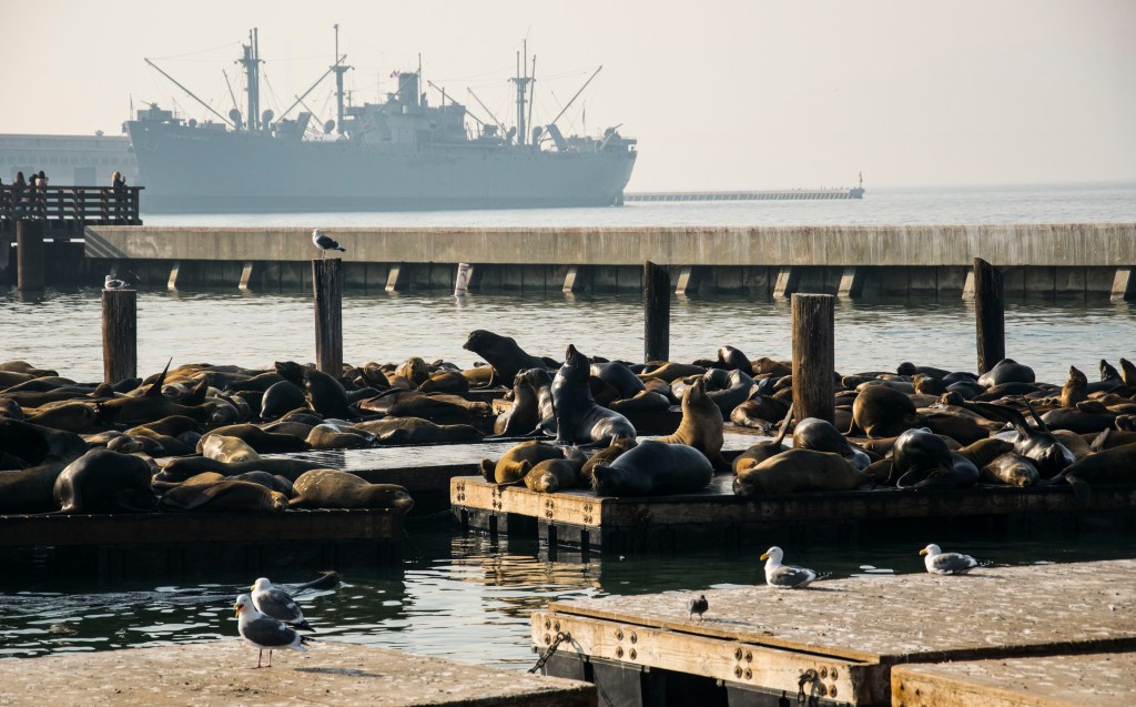 Uchatki kalifornijskie przy Pier 39