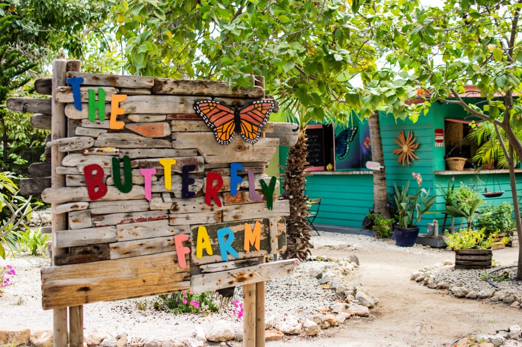 Farma motyli Aruba.